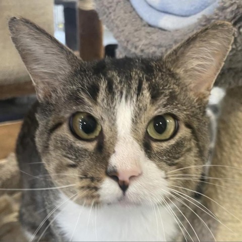 Alan, an adoptable Domestic Short Hair in Sheridan, WY, 82801 | Photo Image 1