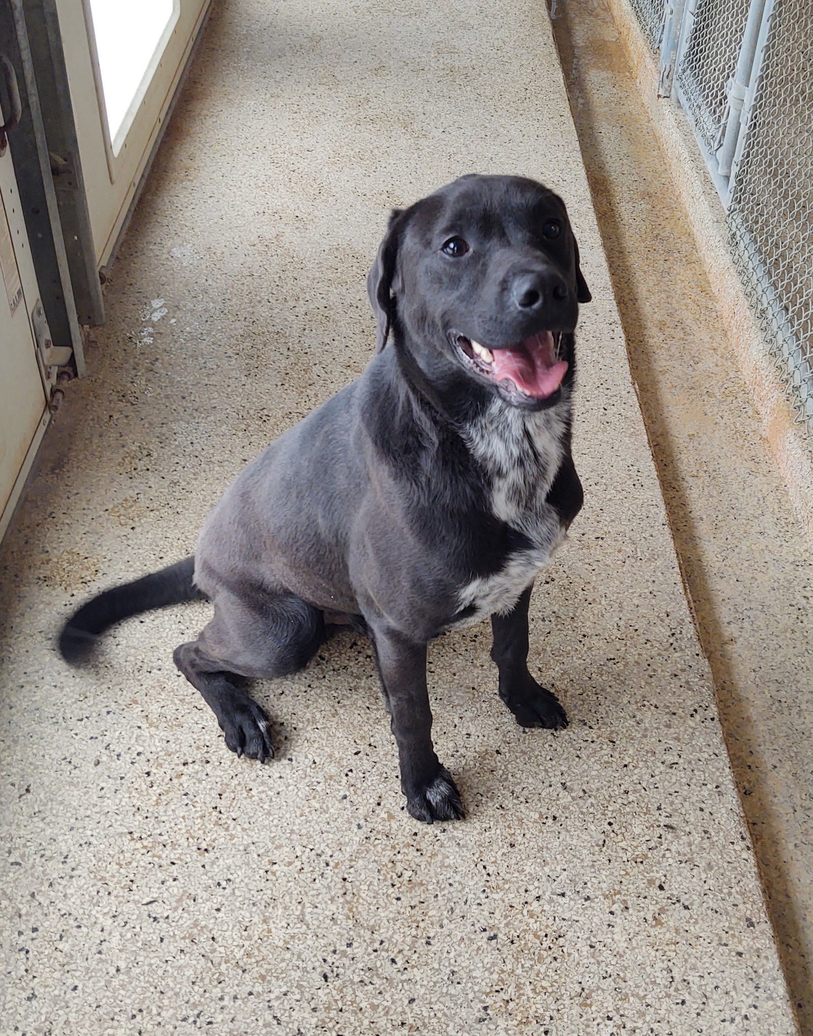 Leo, an adoptable Labrador Retriever in Maquoketa, IA, 52060 | Photo Image 1