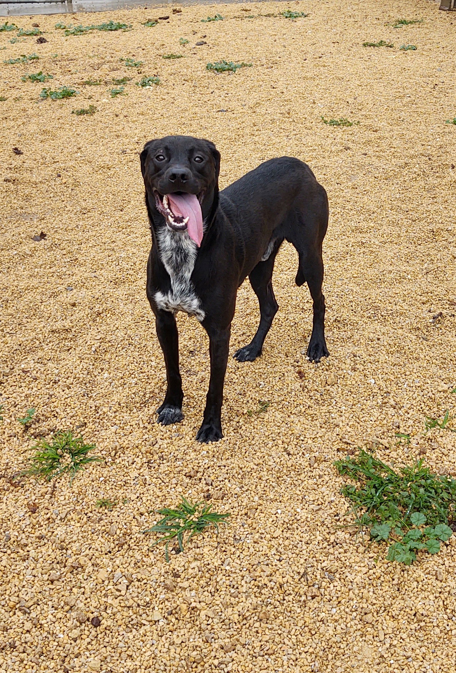 Leo, an adoptable Labrador Retriever in Maquoketa, IA, 52060 | Photo Image 2