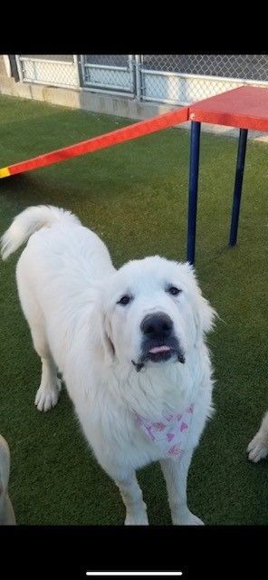 Winnie, an adoptable Great Pyrenees in Boise, ID, 83706 | Photo Image 1