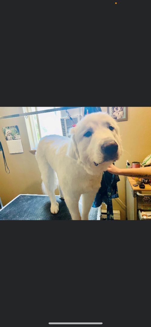 Winnie, an adoptable Great Pyrenees in Boise, ID, 83706 | Photo Image 3