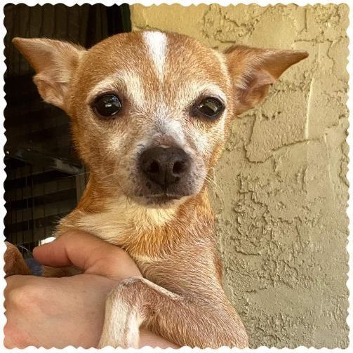 Esmeralda, an adoptable Chihuahua Mix in Clovis, CA_image-2