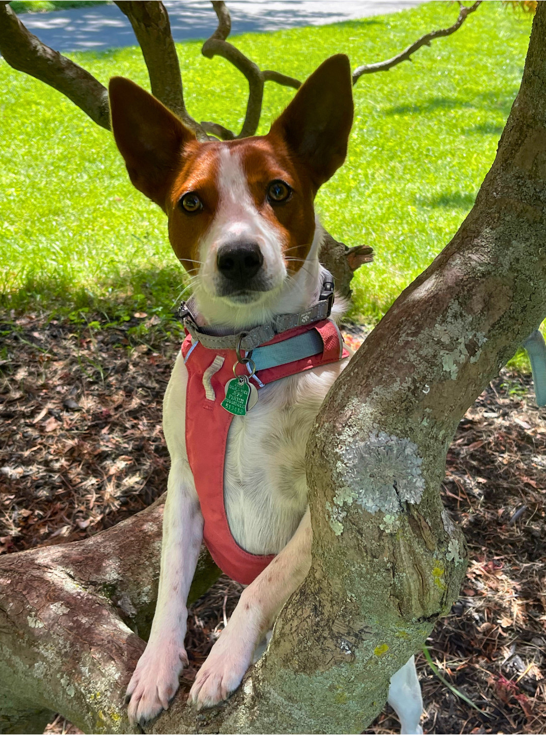 Dog for adoption - Sissy - Cattle dog in costume!, an Australian Cattle