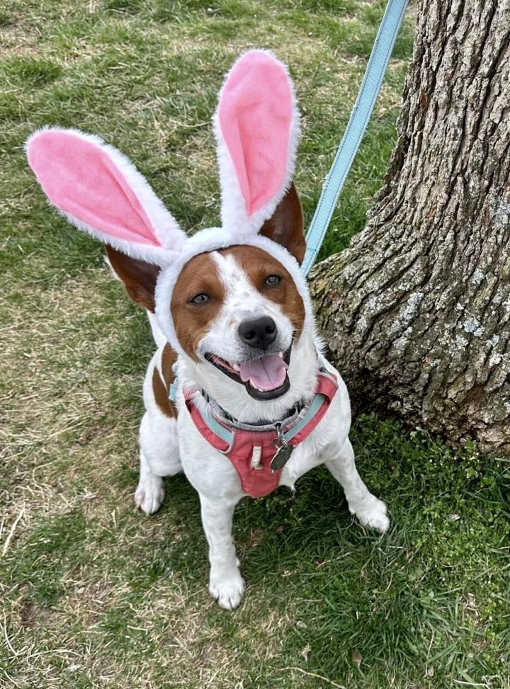 Sissy - Cattle dog in costume! 2