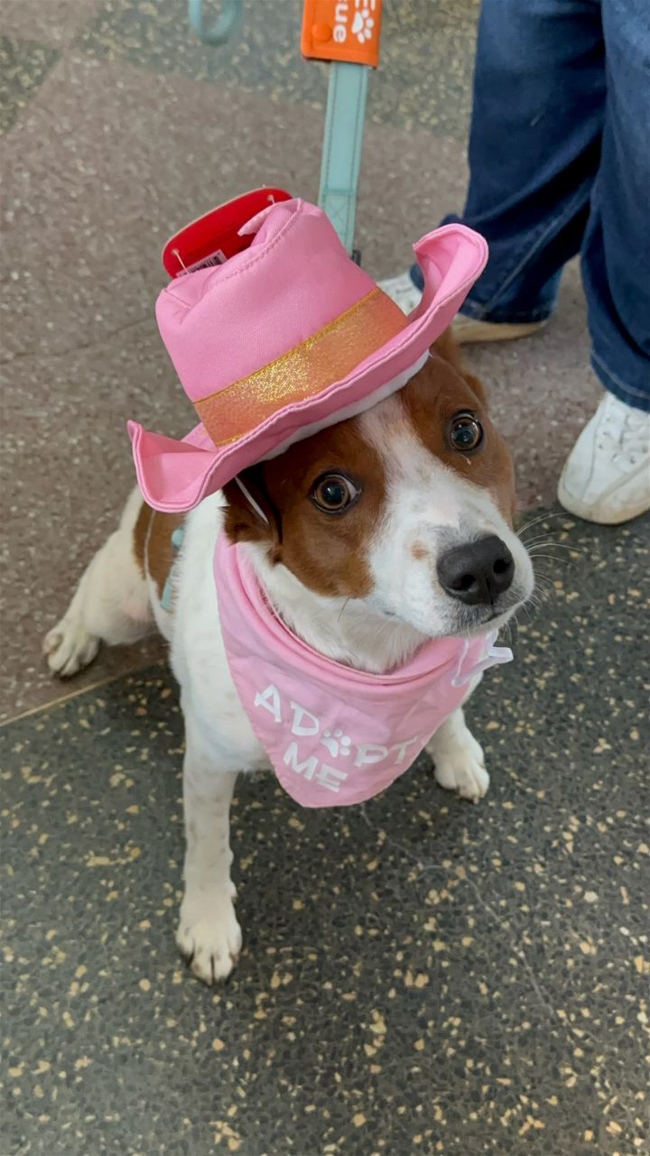 Sissy - Cattle dog in costume! 3