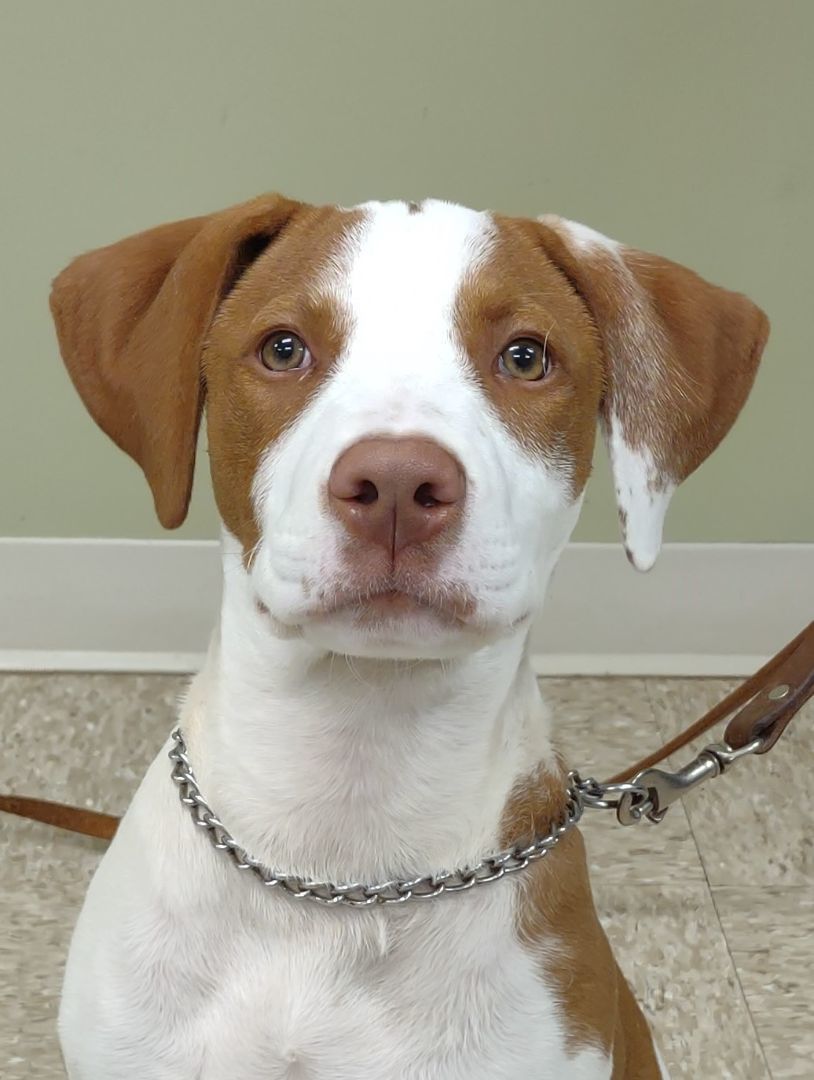 Trudy Puppy, an adoptable Pointer in Hastings, NE, 68901 | Photo Image 1