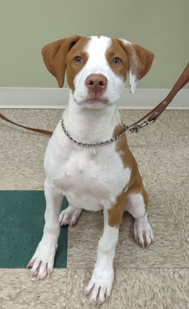 Trudy Puppy, an adoptable Pointer in Hastings, NE, 68901 | Photo Image 3