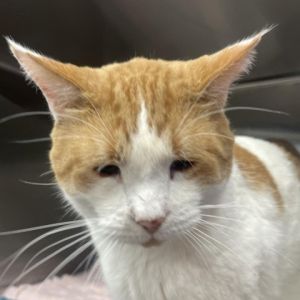 Rajah