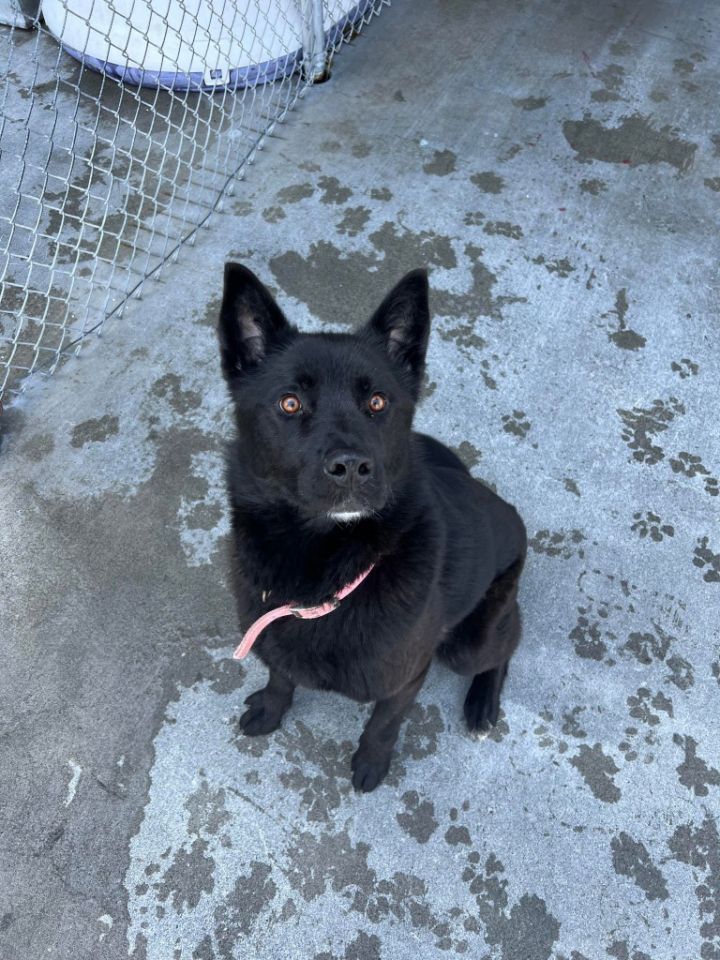 Shiloh, an adoptable German Shepherd Dog & Labrador Retriever Mix in Kodiak, AK_image-2