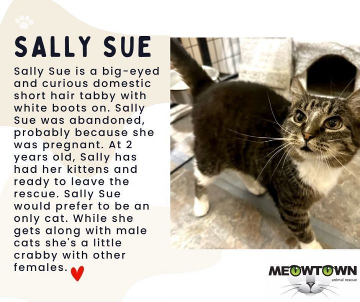 SALLY SUE, an adoptable Tabby & Domestic Short Hair Mix in Lake Ozark, MO_image-3