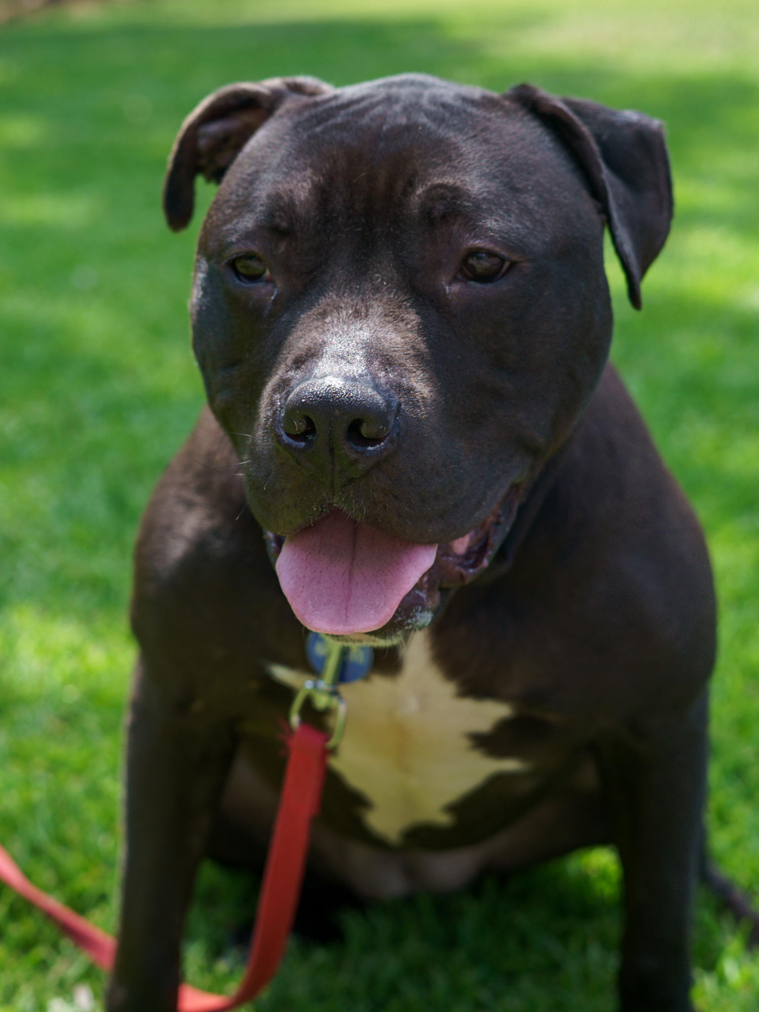 Sheba Douglas