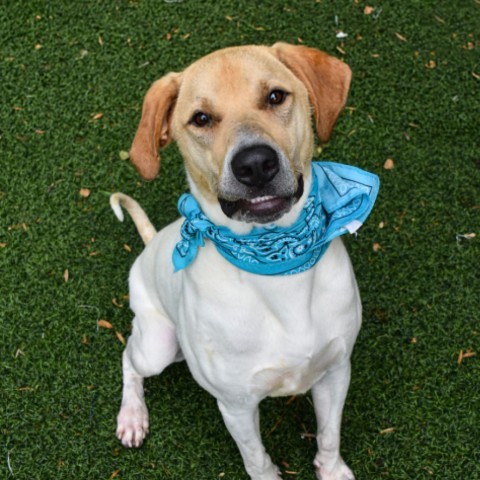 Copper, an adoptable English Pointer, Foxhound in Columbus, NC, 28722 | Photo Image 4