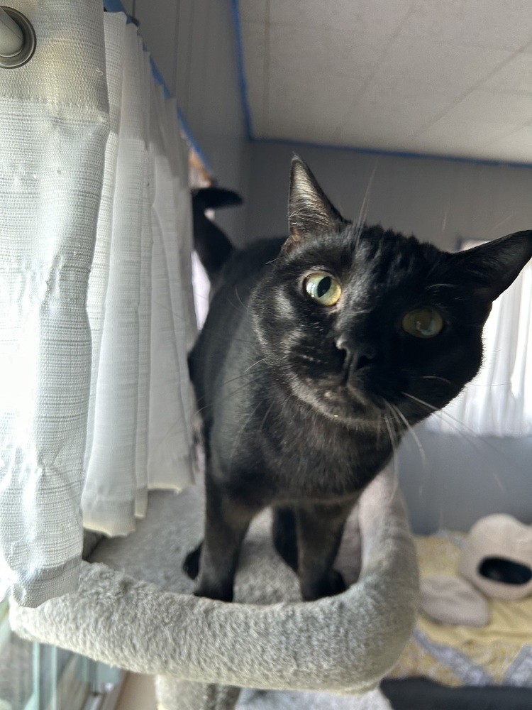 Oliver, an adoptable Domestic Short Hair in Fort collins, CO, 80526 | Photo Image 1