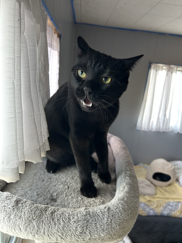 Oliver, an adoptable Domestic Short Hair in Fort collins, CO, 80526 | Photo Image 6