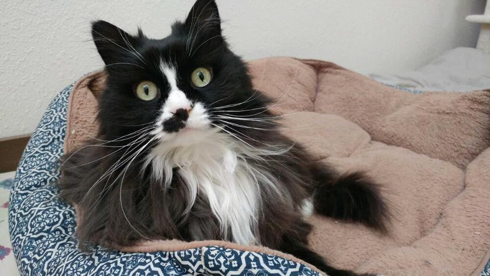 Lucy, an adoptable Domestic Long Hair in Fort collins, CO, 80526 | Photo Image 1