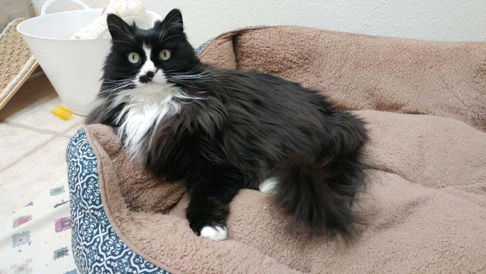 Lucy, an adoptable Domestic Long Hair in Fort collins, CO, 80526 | Photo Image 3