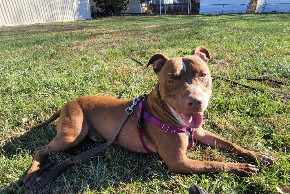 AC Chevy, an adoptable Pit Bull Terrier, Labrador Retriever in Fremont, NE, 68025 | Photo Image 1