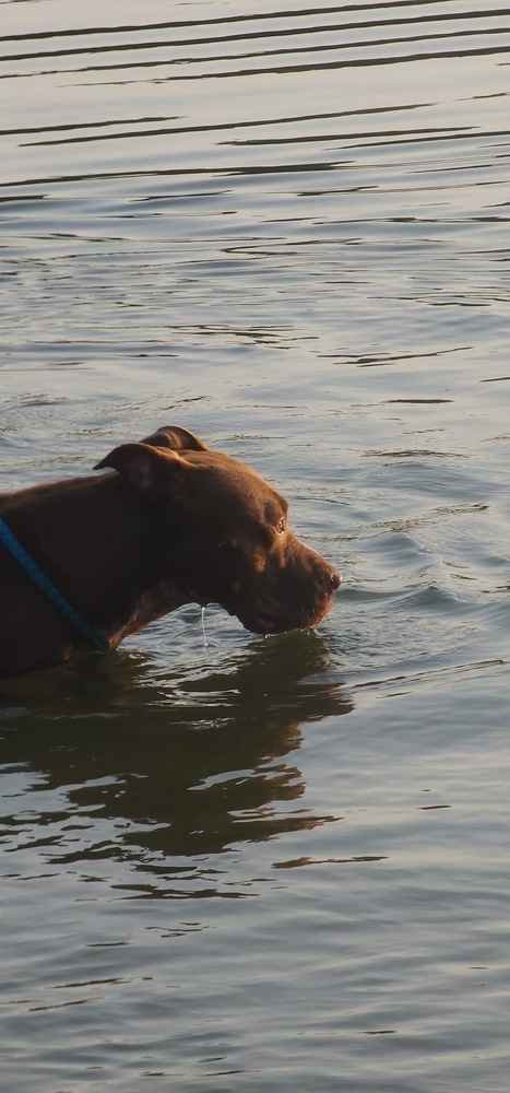 AC Chevy, an adoptable Pit Bull Terrier, Labrador Retriever in Fremont, NE, 68025 | Photo Image 2