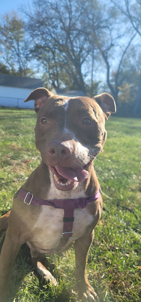 AC Chevy, an adoptable Pit Bull Terrier, Labrador Retriever in Fremont, NE, 68025 | Photo Image 3