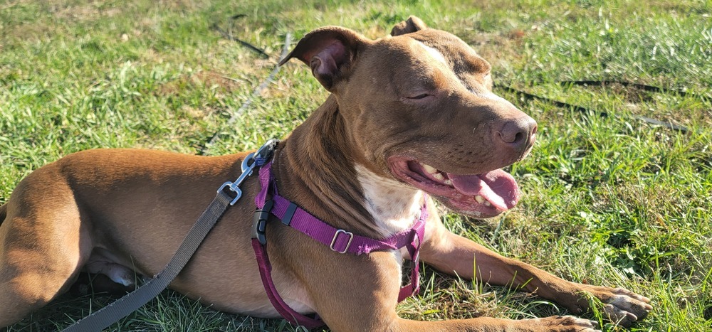 AC Chevy, an adoptable Pit Bull Terrier, Labrador Retriever in Fremont, NE, 68025 | Photo Image 4