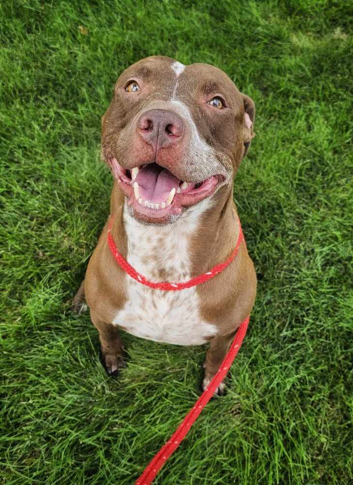 AC Chevy, an adoptable Pit Bull Terrier, Labrador Retriever in Fremont, NE, 68025 | Photo Image 5