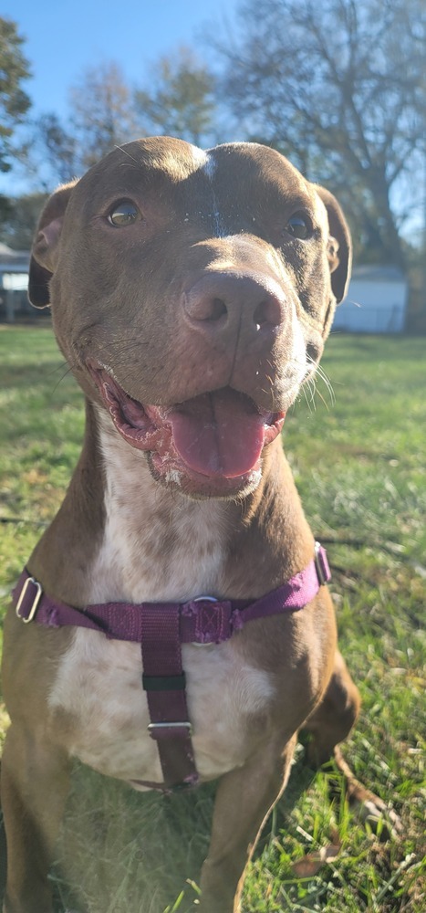 AC Chevy, an adoptable Pit Bull Terrier, Labrador Retriever in Fremont, NE, 68025 | Photo Image 6