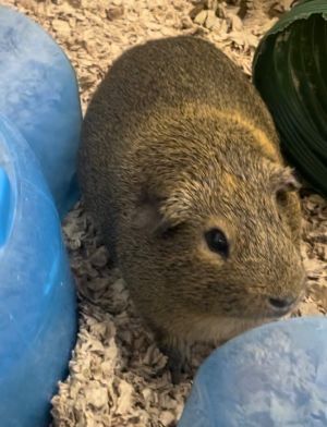 Dale-Bonded to Chip Guinea Pig Small & Furry