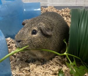 Chip-Bonded to Dale Guinea Pig Small & Furry