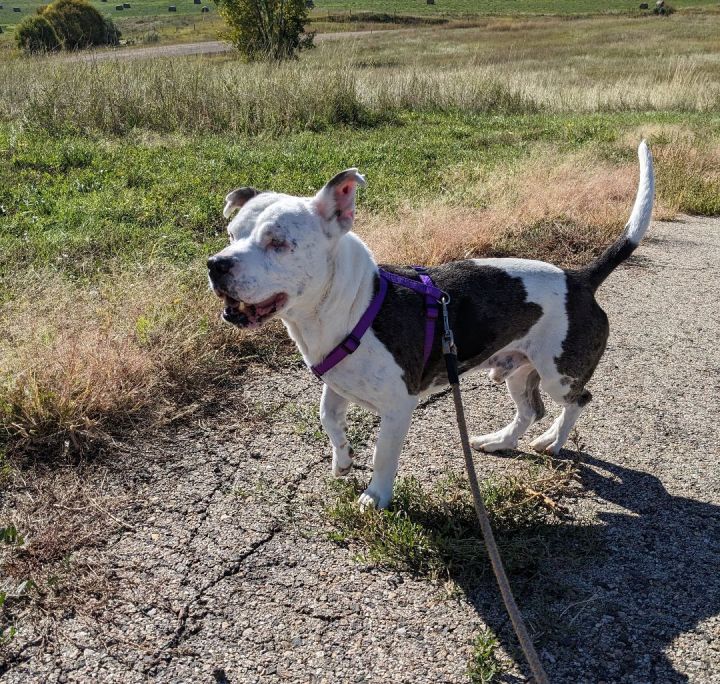 Pitbull basset hound mix 2024 adoption