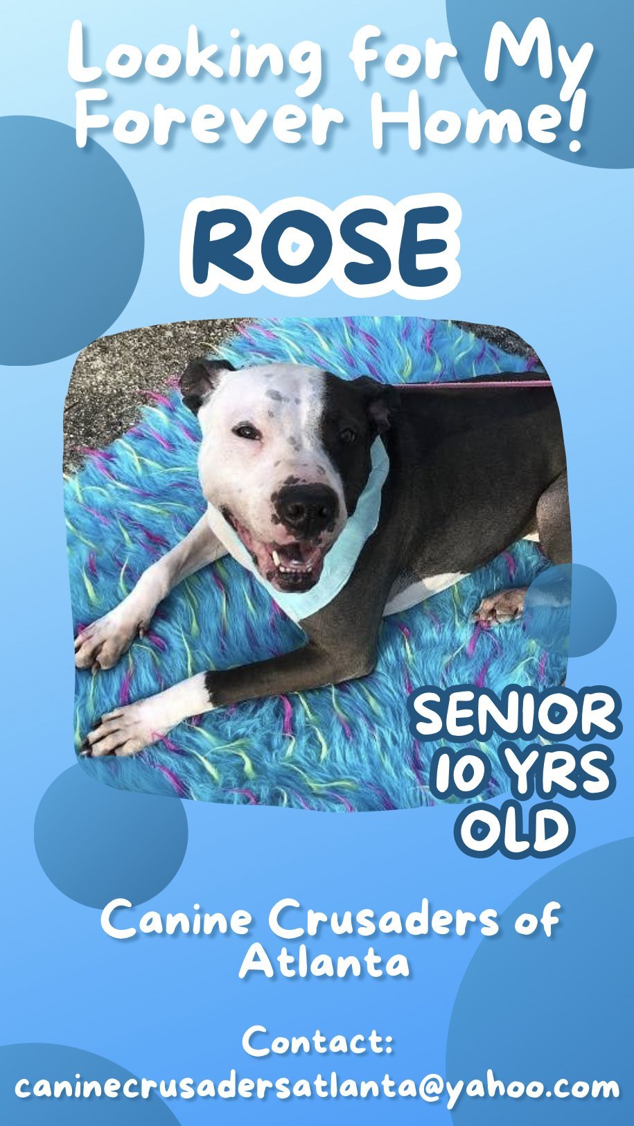 Rose - DOG AND KID FRIENDLY! LOVES ALL PEOPLE!