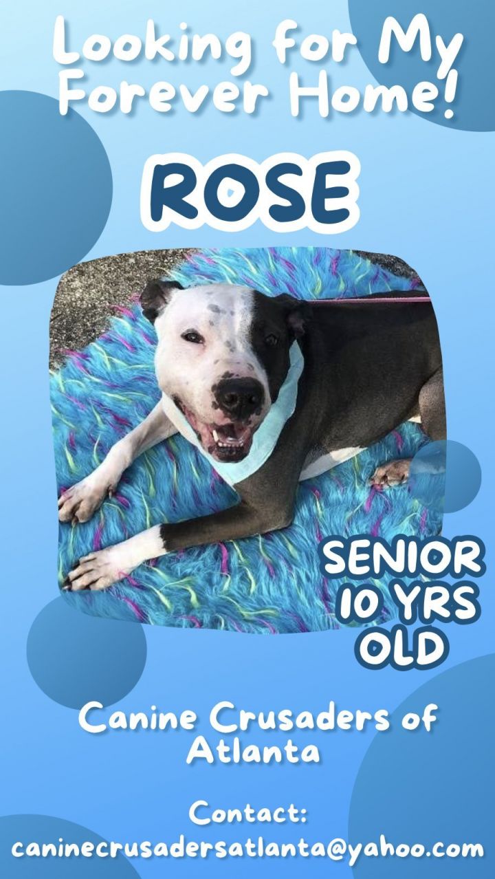 MISS ROSE DOG/KID FRIENDLY! LOVES ALL PEOPLE! 1
