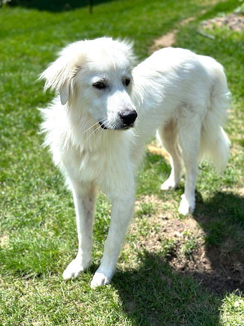 Dalton, an adoptable Great Pyrenees in Roberts, WI, 54023 | Photo Image 6