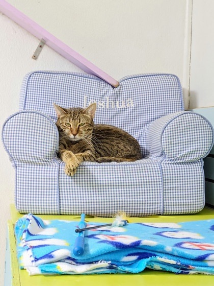 Jenny, an adoptable Domestic Short Hair in San Antonio, TX, 78217 | Photo Image 2