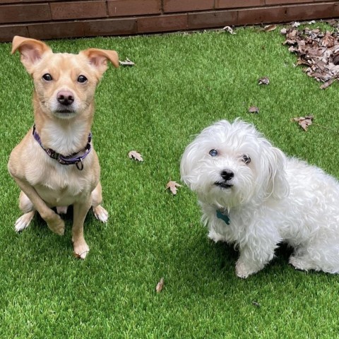 Coco and Milo - We're a bonded pair!, an adoptable Maltese in Chicago, IL, 60647 | Photo Image 1