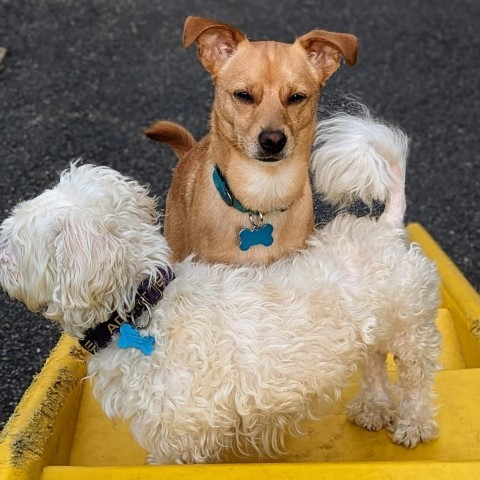 Coco and Milo - We're a bonded pair!, an adoptable Maltese in Chicago, IL, 60647 | Photo Image 4