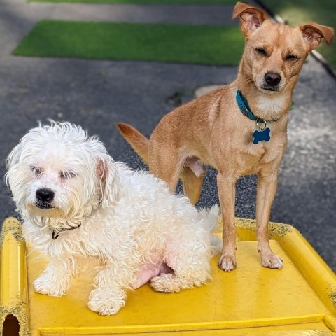 Coco and Milo - We're a bonded pair!, an adoptable Maltese in Chicago, IL, 60647 | Photo Image 5
