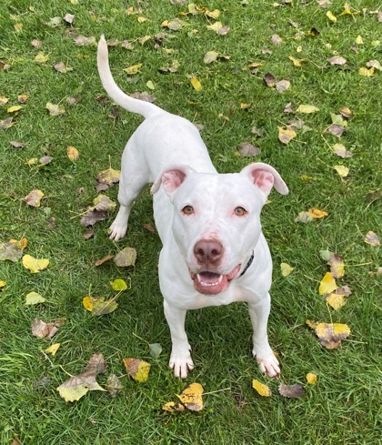 Starfish, an adoptable Pit Bull Terrier, Dogo Argentino in Willmar, MN, 56201 | Photo Image 1