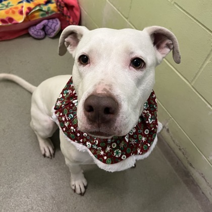 Starfish, an adoptable Pit Bull Terrier, Dogo Argentino in Willmar, MN, 56201 | Photo Image 2