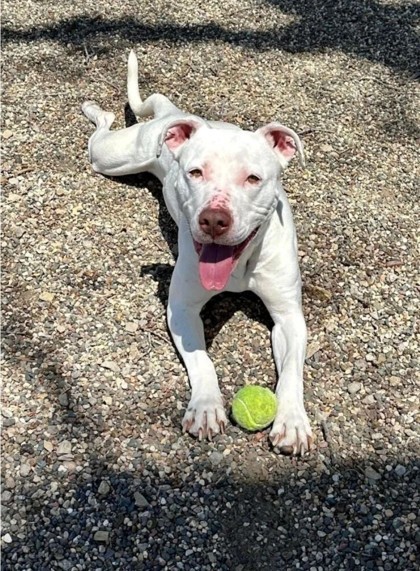 Starfish, an adoptable Pit Bull Terrier, Dogo Argentino in Willmar, MN, 56201 | Photo Image 3