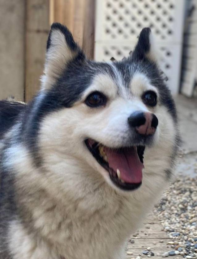 Petfinder pomsky hot sale