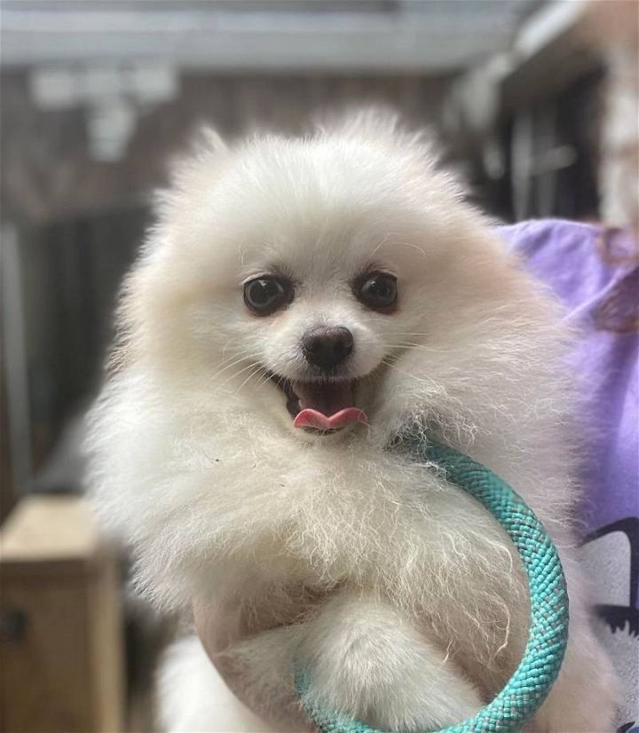 Pomeranian best sale animal shelter