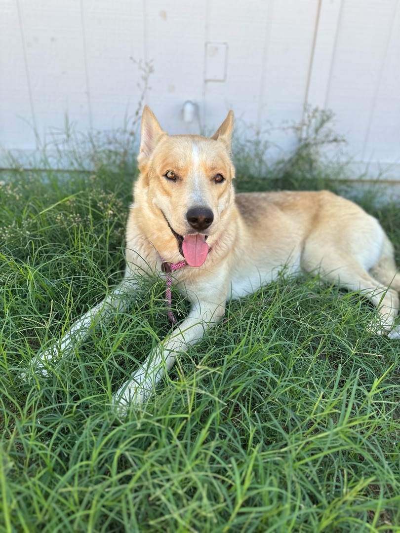 Kevin, an adoptable Husky, German Shepherd Dog in Flagstaff, AZ, 86001 | Photo Image 2
