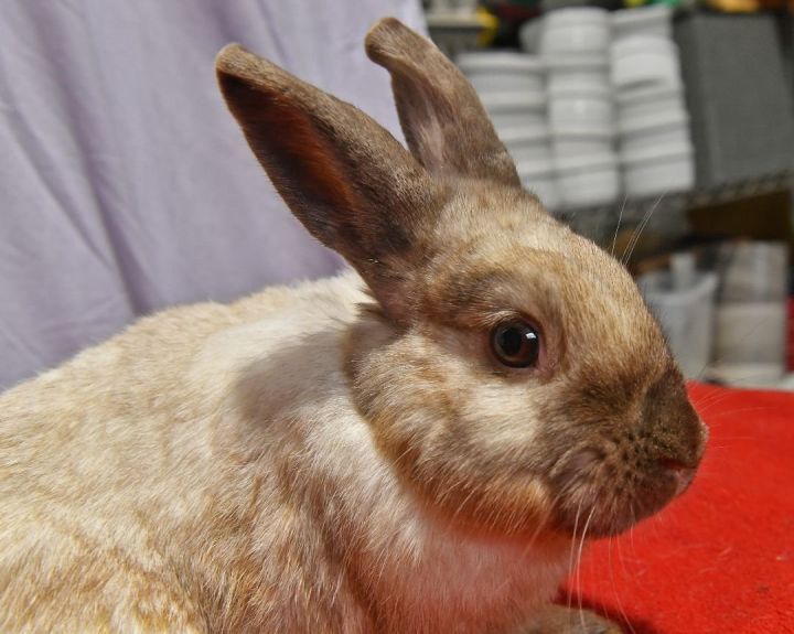 Lucky, an adoptable Bunny Rabbit in East Syracuse, NY_image-3