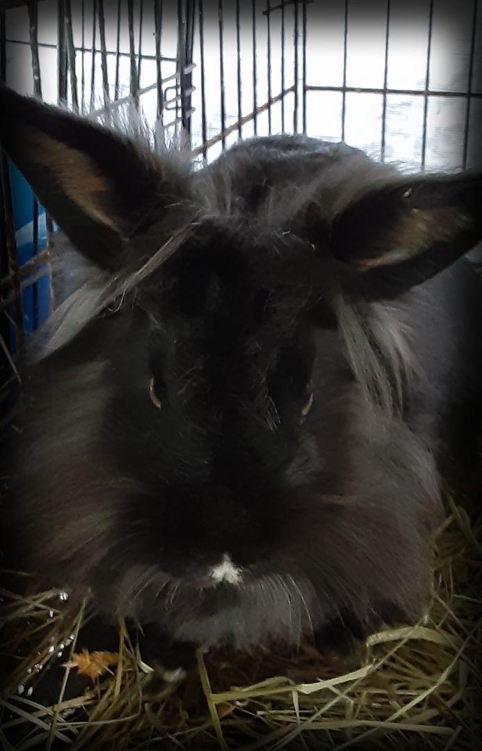 Rabbit for adoption - Noble, a Bunny Rabbit in East Syracuse, NY ...