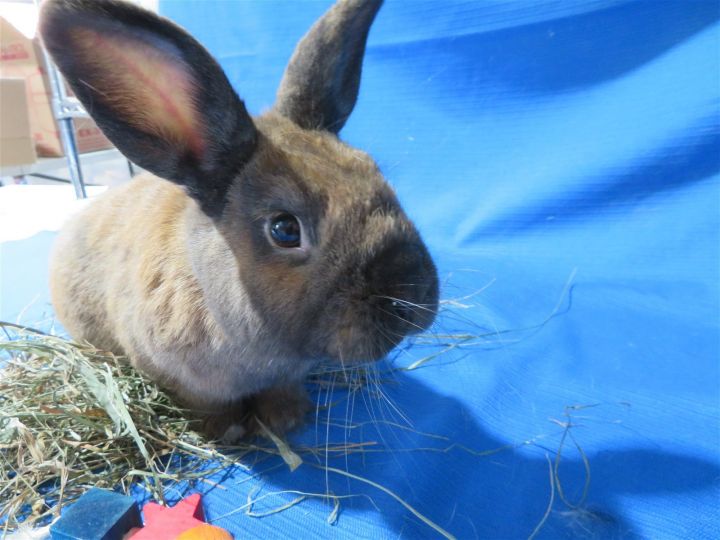 Sellenium, an adoptable Bunny Rabbit Mix in East Syracuse, NY_image-1