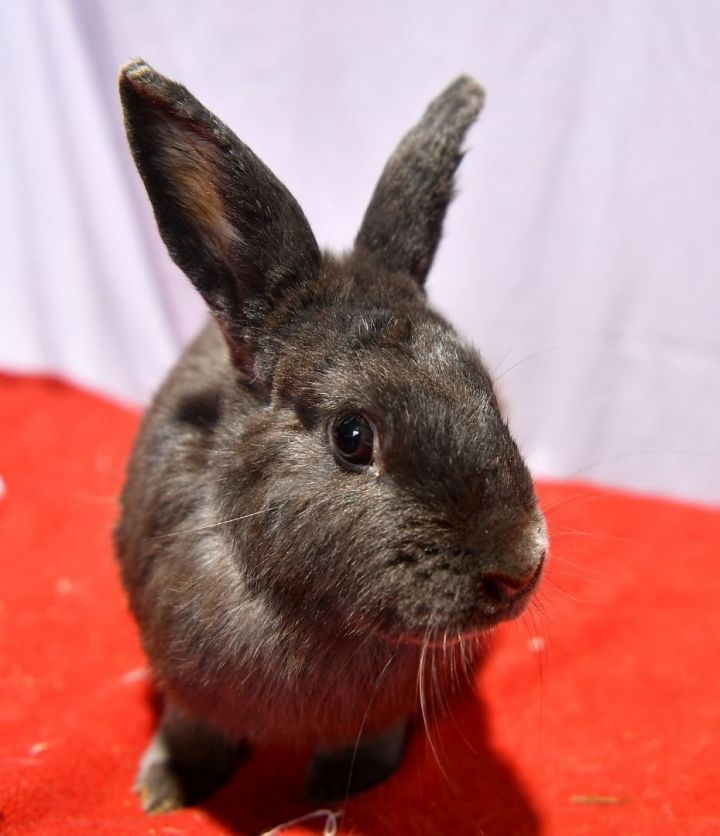 Dashing, an adoptable Bunny Rabbit in East Syracuse, NY_image-2