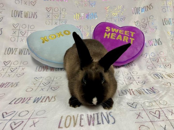 Rabbit for adoption MARBLE a Bunny Rabbit in Santa Cruz CA