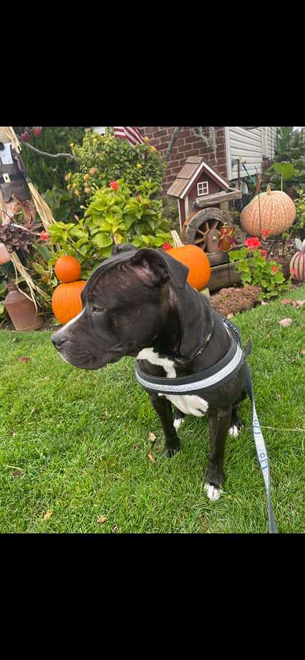 Gracie, an adoptable Pit Bull Terrier & American Bulldog Mix in Milford, PA_image-3