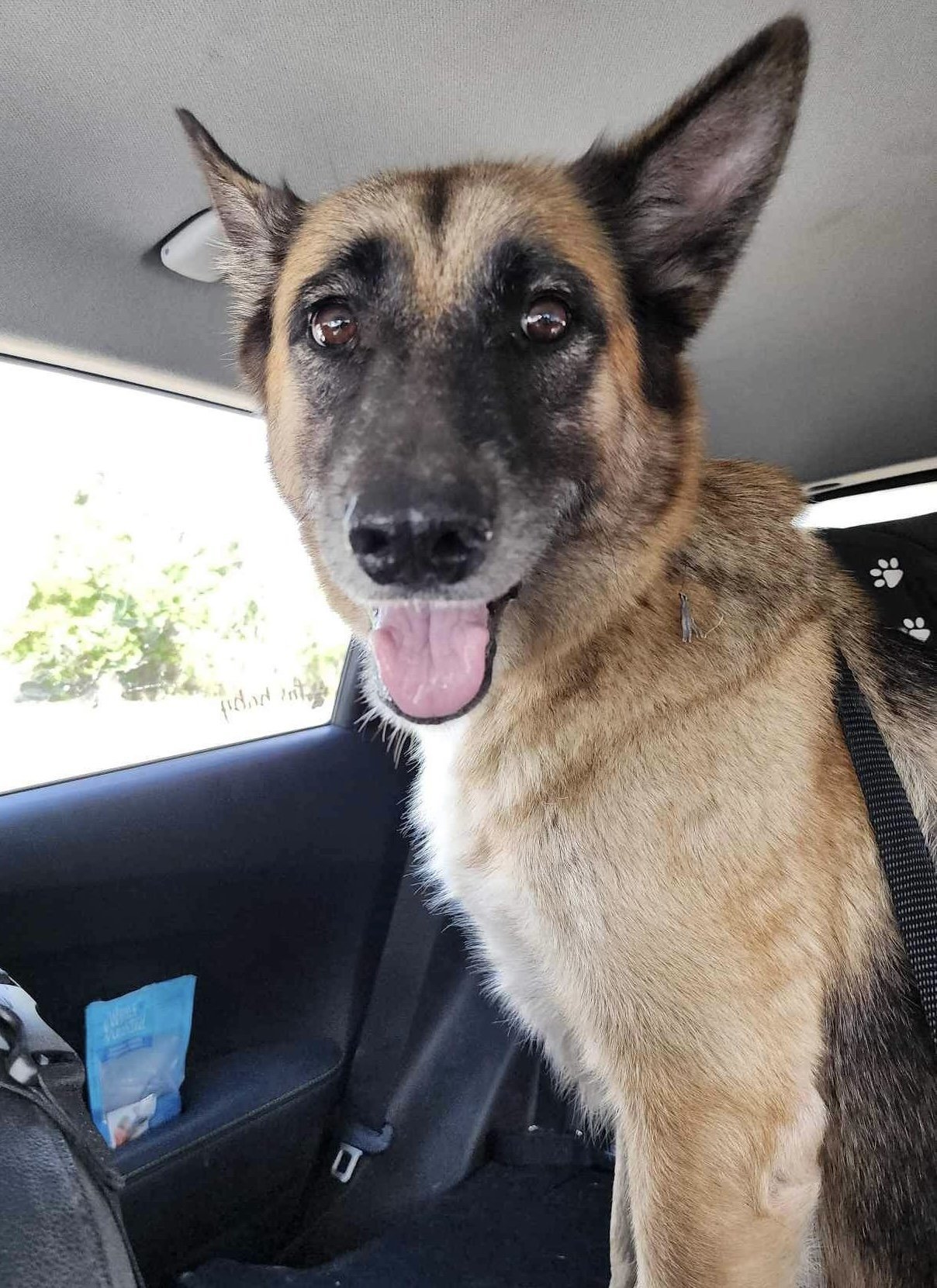 Shenandoah Shepherd Rescue - n1zsxiw