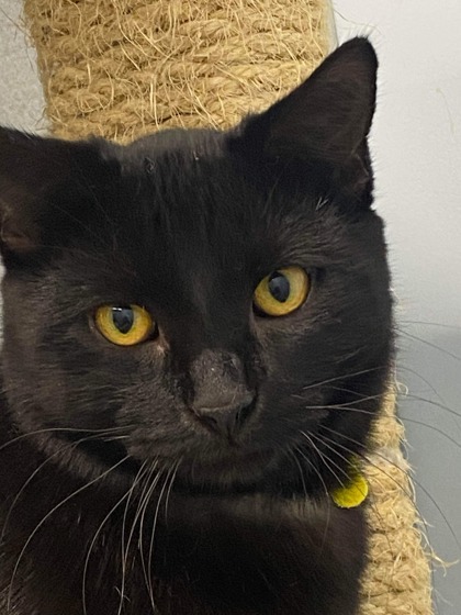 Brangus, an adoptable Domestic Short Hair in De Soto, IA, 50069 | Photo Image 1